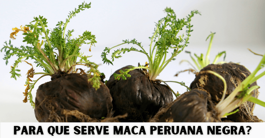 para que serve maca peruana negra - Para que serve Maca peruana negra? Onde comprar?