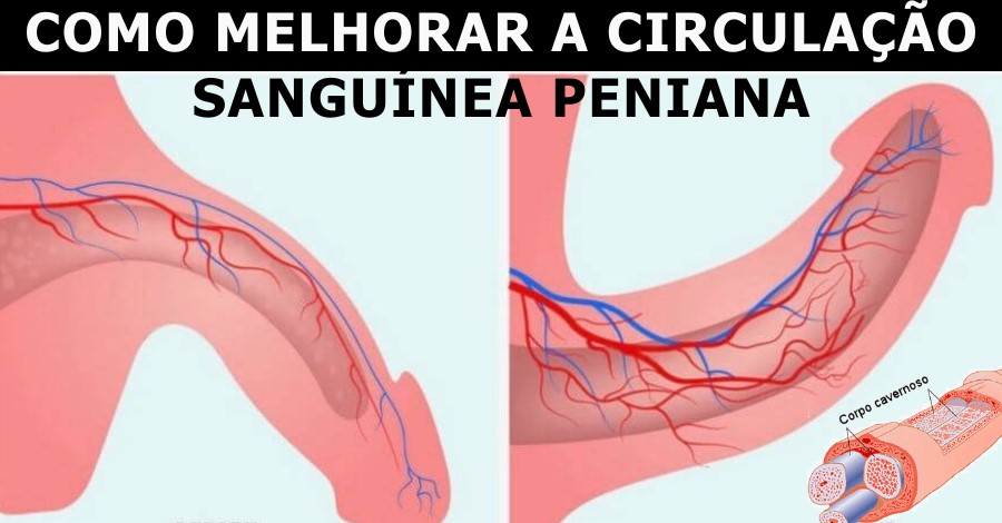 como aumentar a circulacao sanguinea peniana 1 - Como aumentar a circulação sanguínea peniana natural